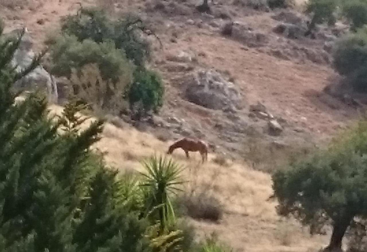 Finca Santa Matilde Malaga Zewnętrze zdjęcie